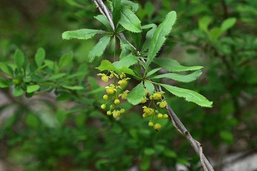 2025-05087854 Ipswitch River Wildlife Sanctuary, MA.JPG - Korean Barberry. Ipswitch River Wildlife Refuge, MA, 5-8-2025